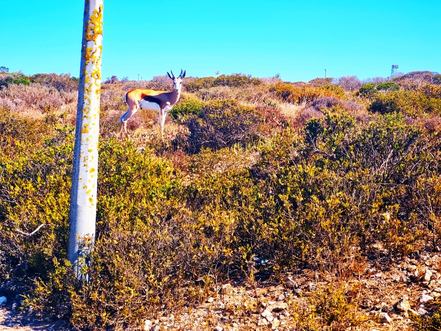 0 Bedroom Property for Sale in Hoogland Western Cape